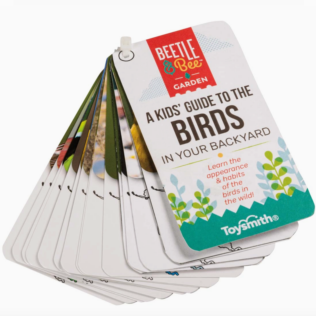 Beetle &amp; Bee Little Birder Set