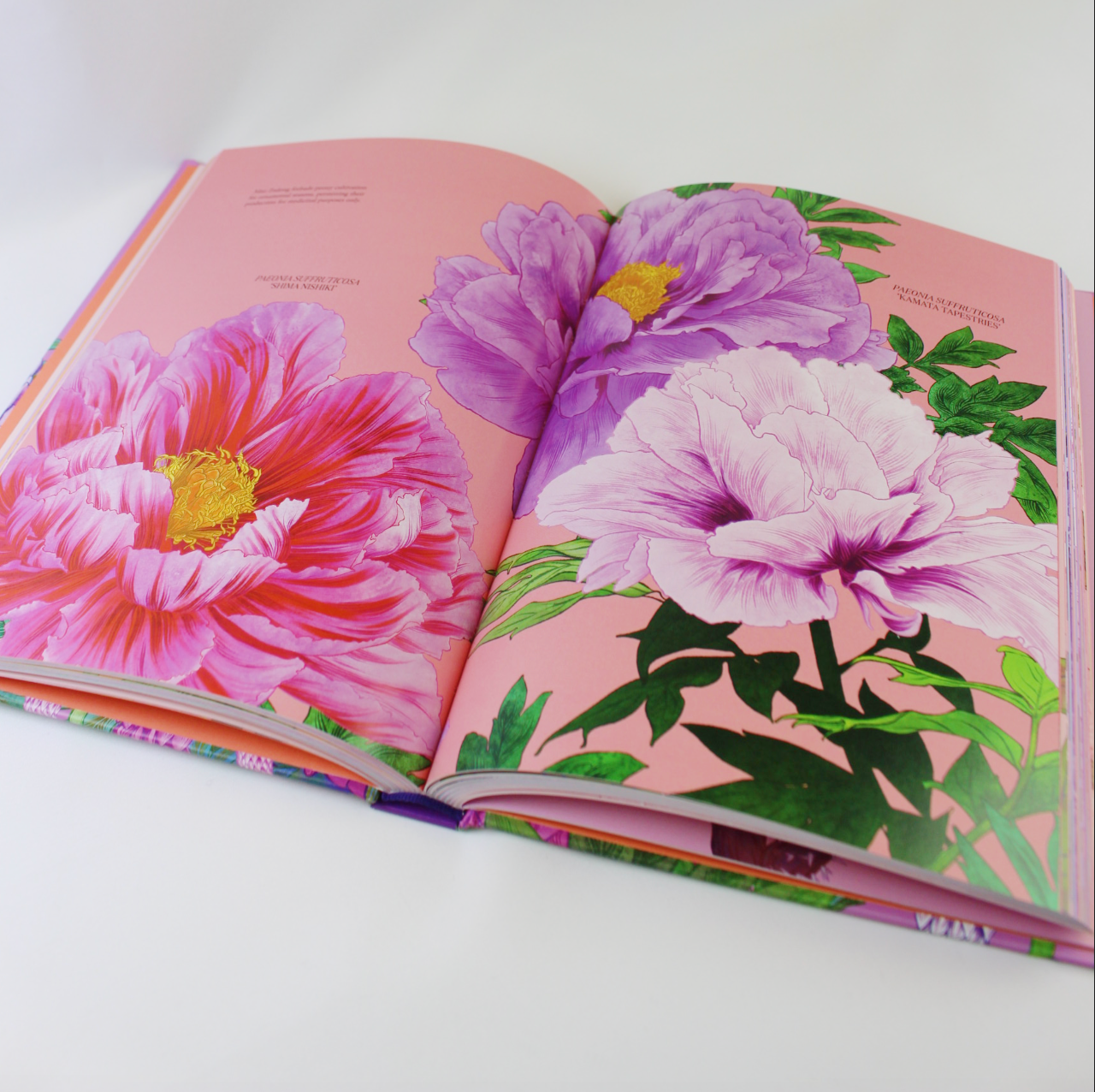 Petal, The World Of Flowers Through An Artist Eye